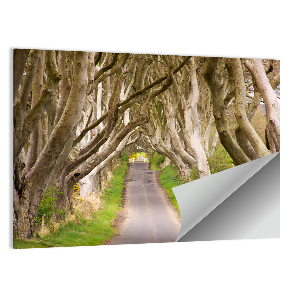 Dark Hedges, Northern Ireland Wall Art