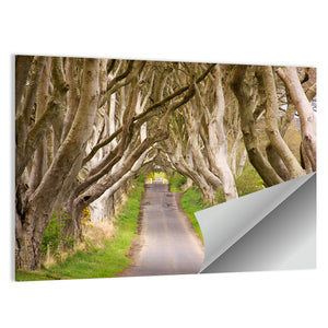 The Dark Hedges Wall Art