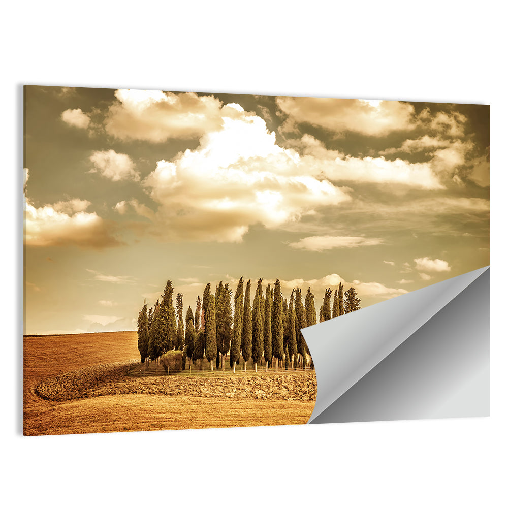 Tuscany Cypress Field Wall Art