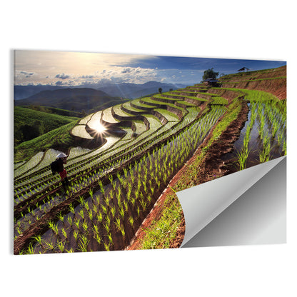 Chiang Mai Rice Terraces at Sunset Wall Art
