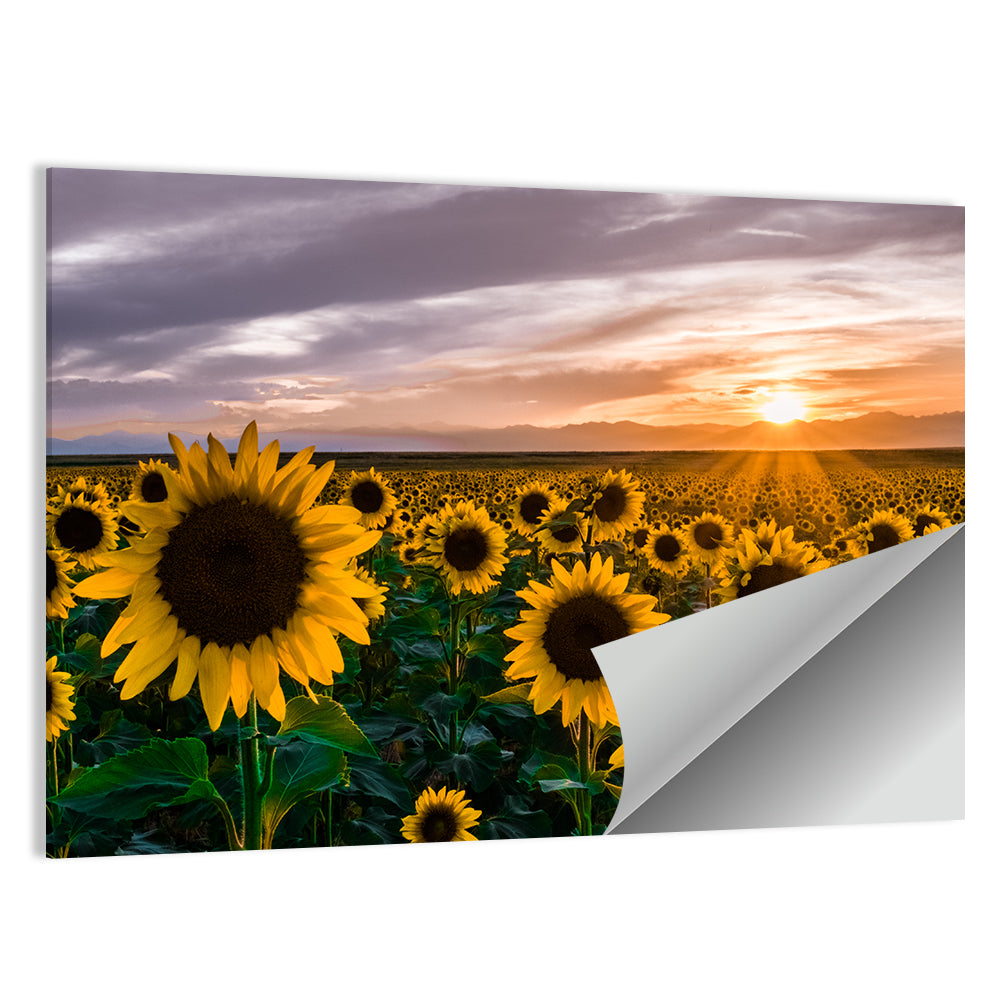 Sunflower Field at Sunset Wall Art