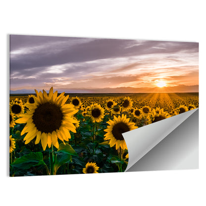 Sunflower Field at Sunset Wall Art