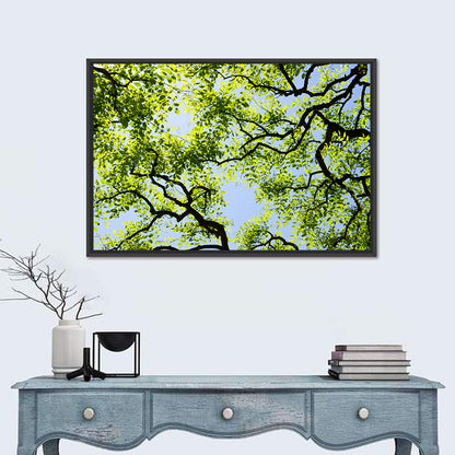 Sunlit Tree Canopy Wall Art