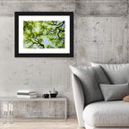 Sunlit Tree Canopy Wall Art