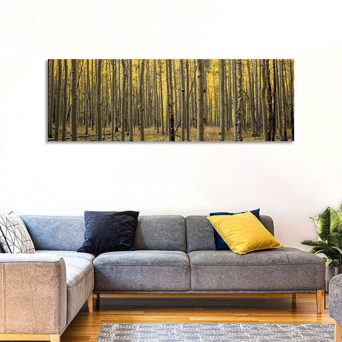 Golden Aspen Grove, Colorado Wall Art in a room, panoramic
