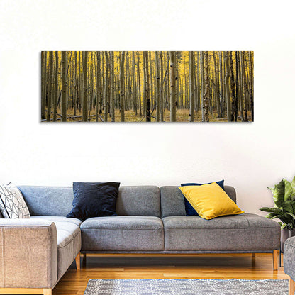 Golden Aspen Grove, Colorado Wall Art