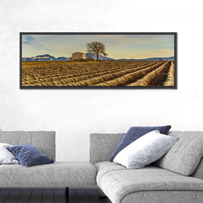 Rustic Provence Lavender Rows at Golden Hour Wall Art