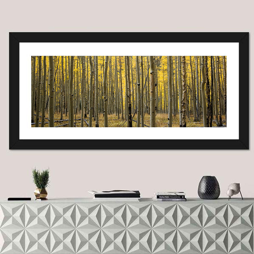 Golden Aspen Grove, Colorado Wall Art in a room, panoramic