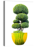 Bonsai Topiary in Yellow Lime Pot Wall Art