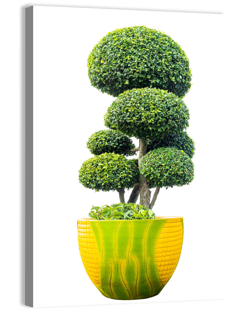 Bonsai Topiary in Yellow Lime Pot Wall Art