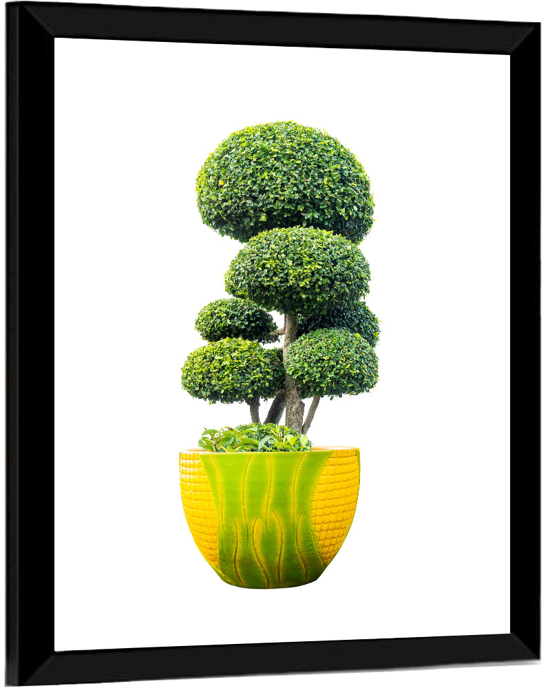Bonsai Topiary in Yellow Lime Pot Wall Art