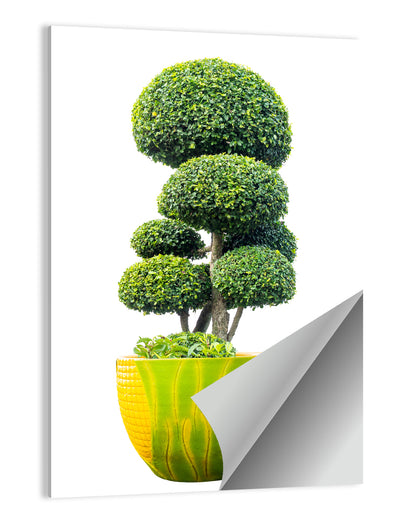 Bonsai Topiary in Yellow Lime Pot Wall Art