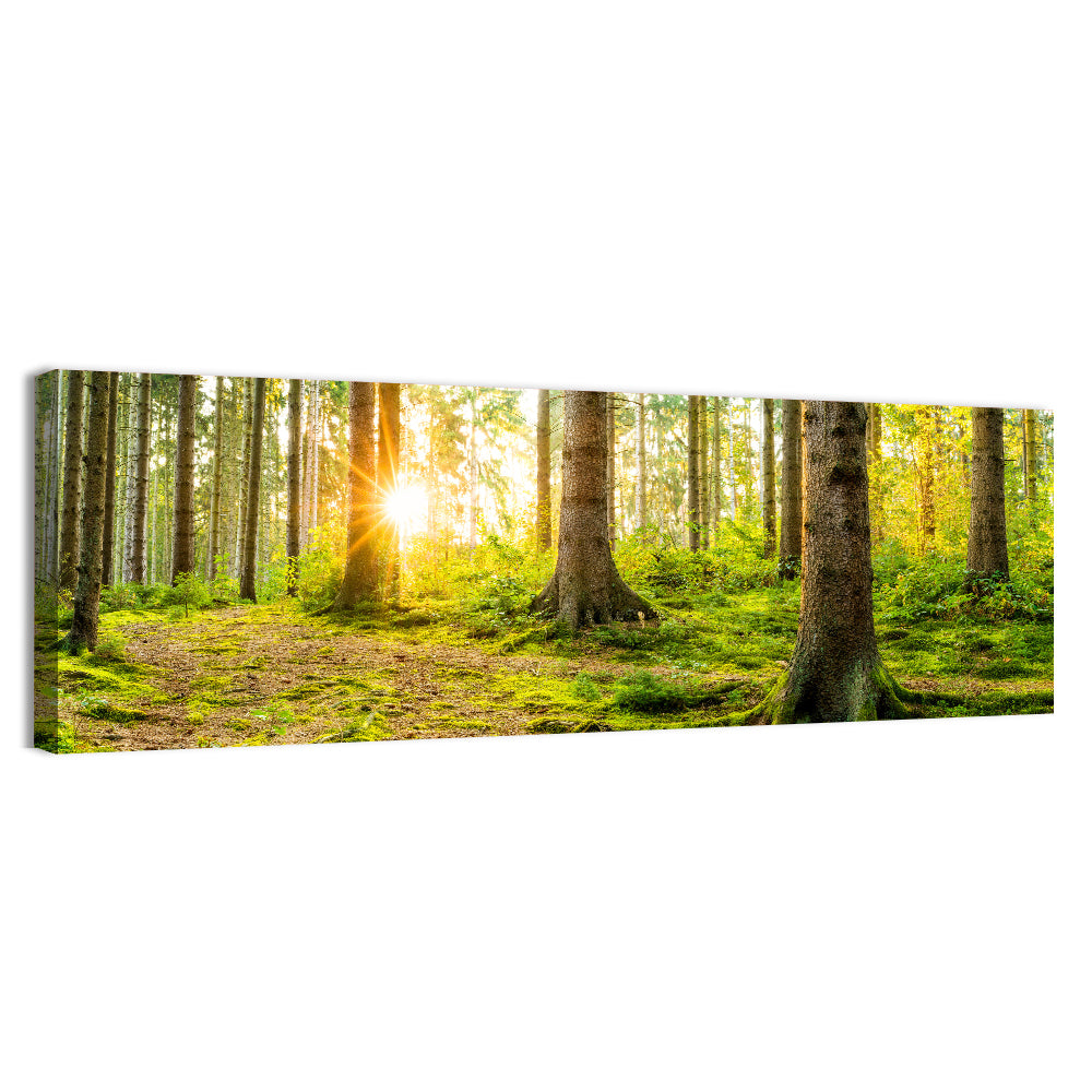 Sunburst Over Mossy Forest Wall Art