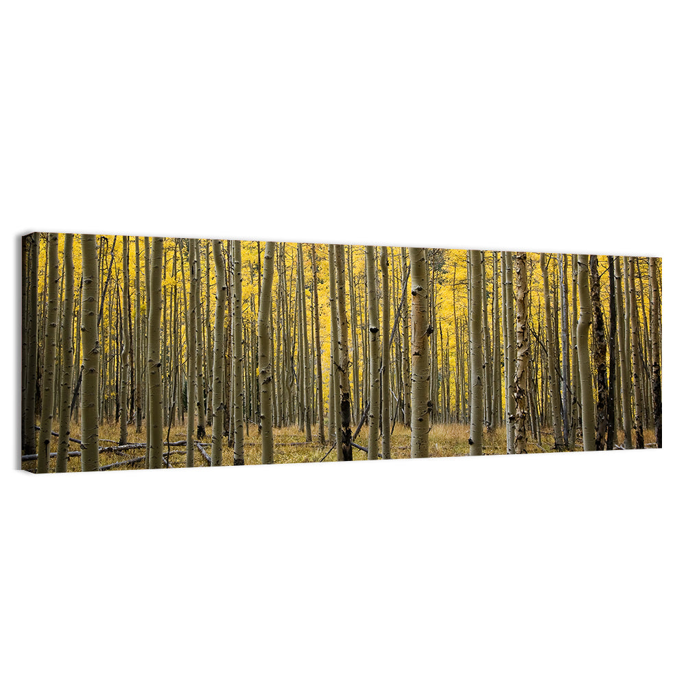 Golden Aspen Grove, Colorado Wall Art
