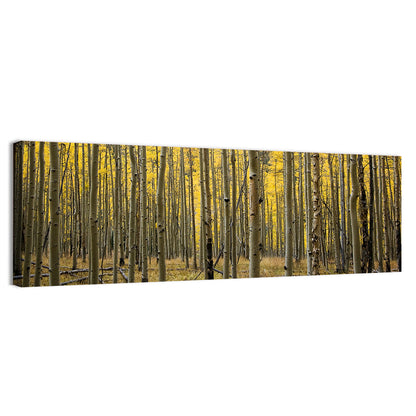 Golden Aspen Grove, Colorado Wall Art