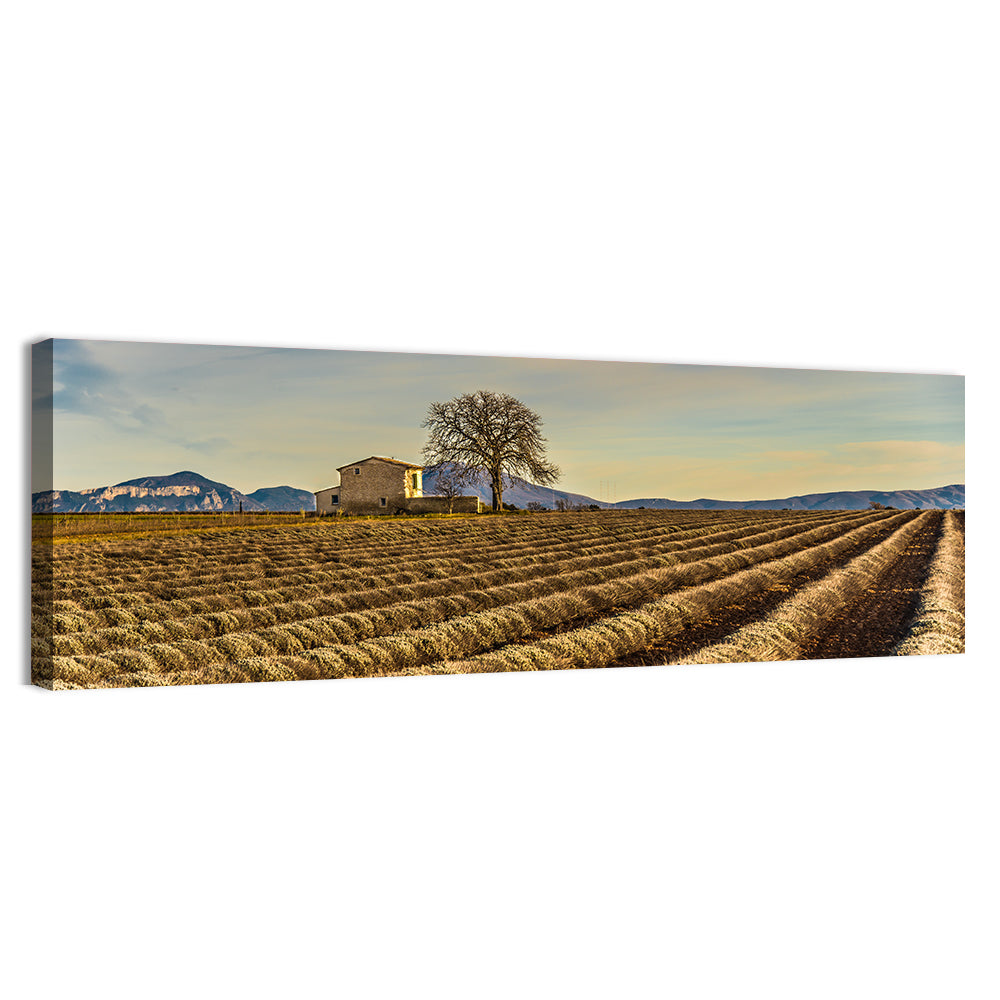 Rustic Provence Lavender Rows at Golden Hour Wall Art