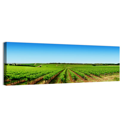 Sunlit Vineyard Rows Wall Art