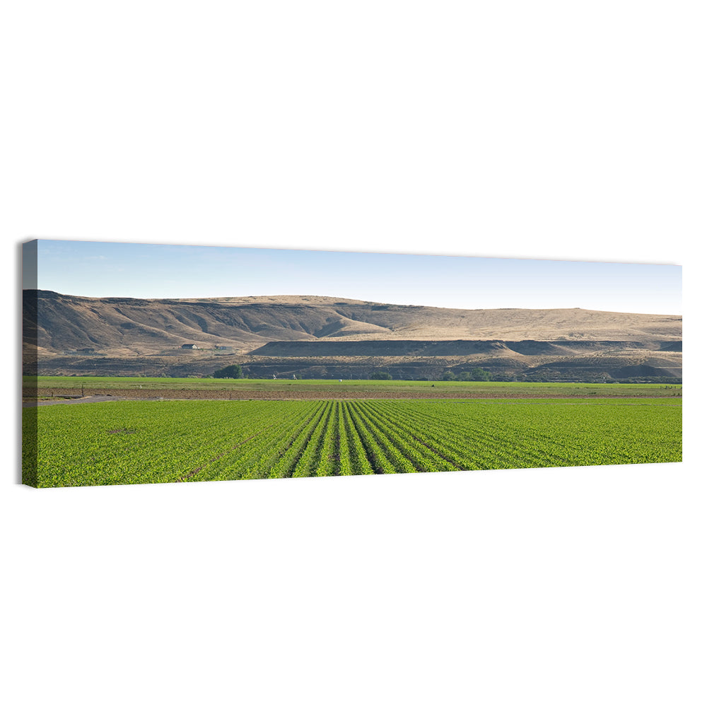 Idaho Corn Field Wall Art