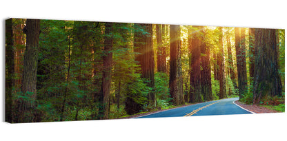 Sunlit Redwood Highway Wall Art