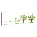 Apple Tree Life Cycle Wall Art