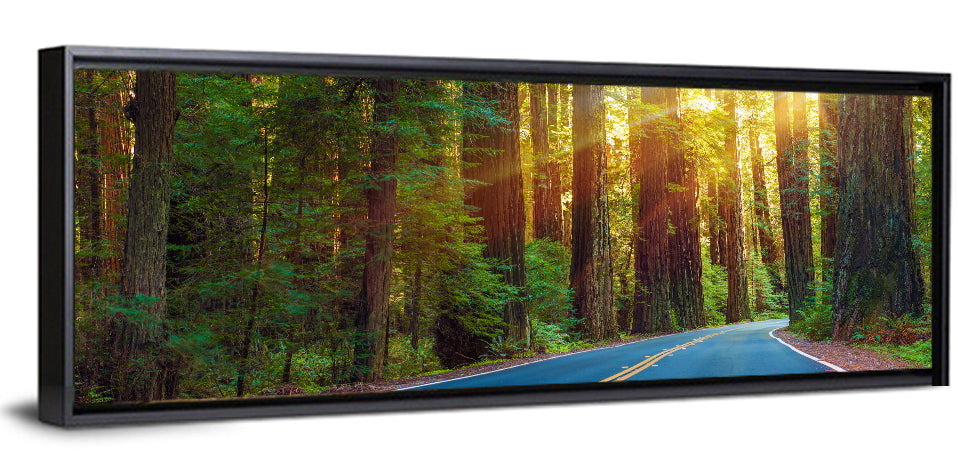 Sunlit Redwood Highway Wall Art