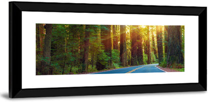 Sunlit Redwood Highway Wall Art