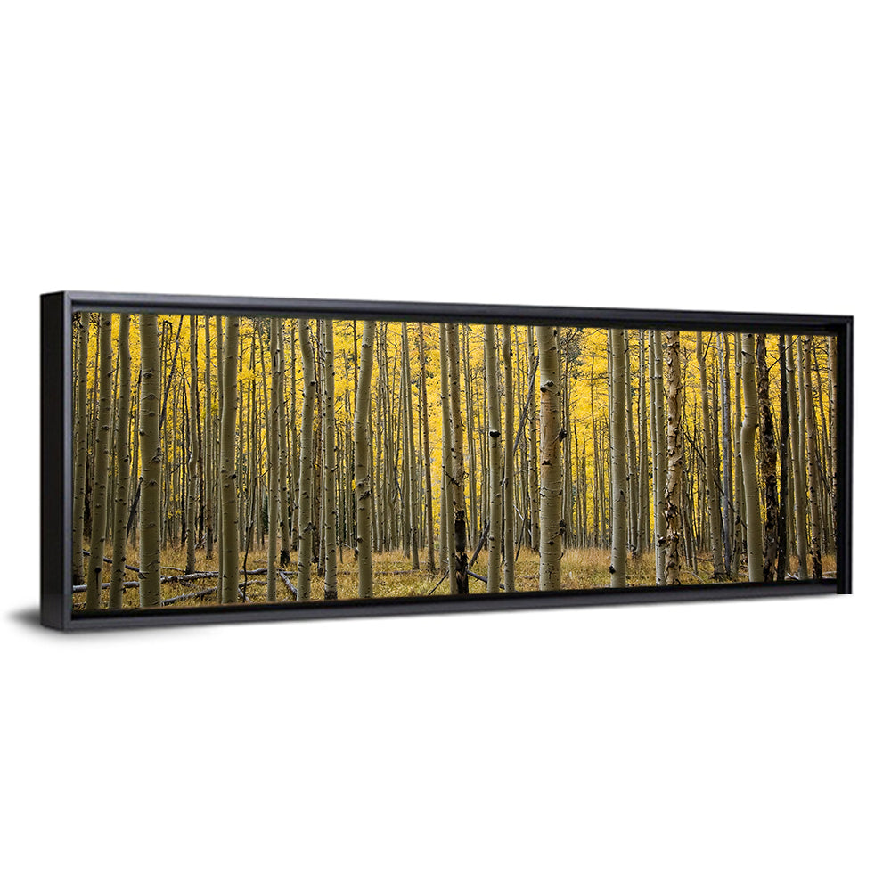 Golden Aspen Grove, Colorado Wall Art