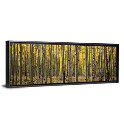 Golden Aspen Grove, Colorado Wall Art
