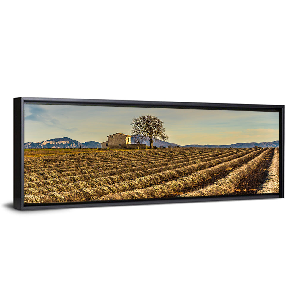 Rustic Provence Lavender Rows at Golden Hour Wall Art