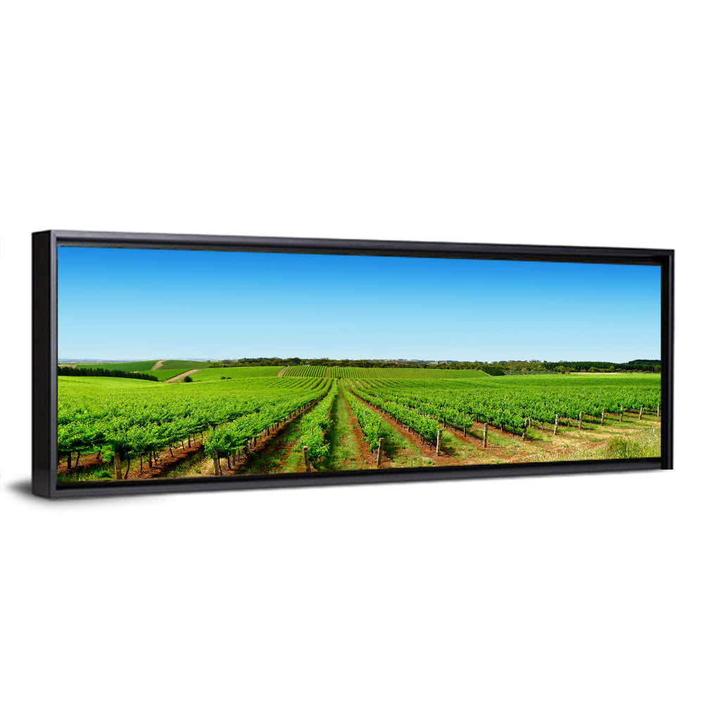 Sunlit Vineyard Rows Wall Art