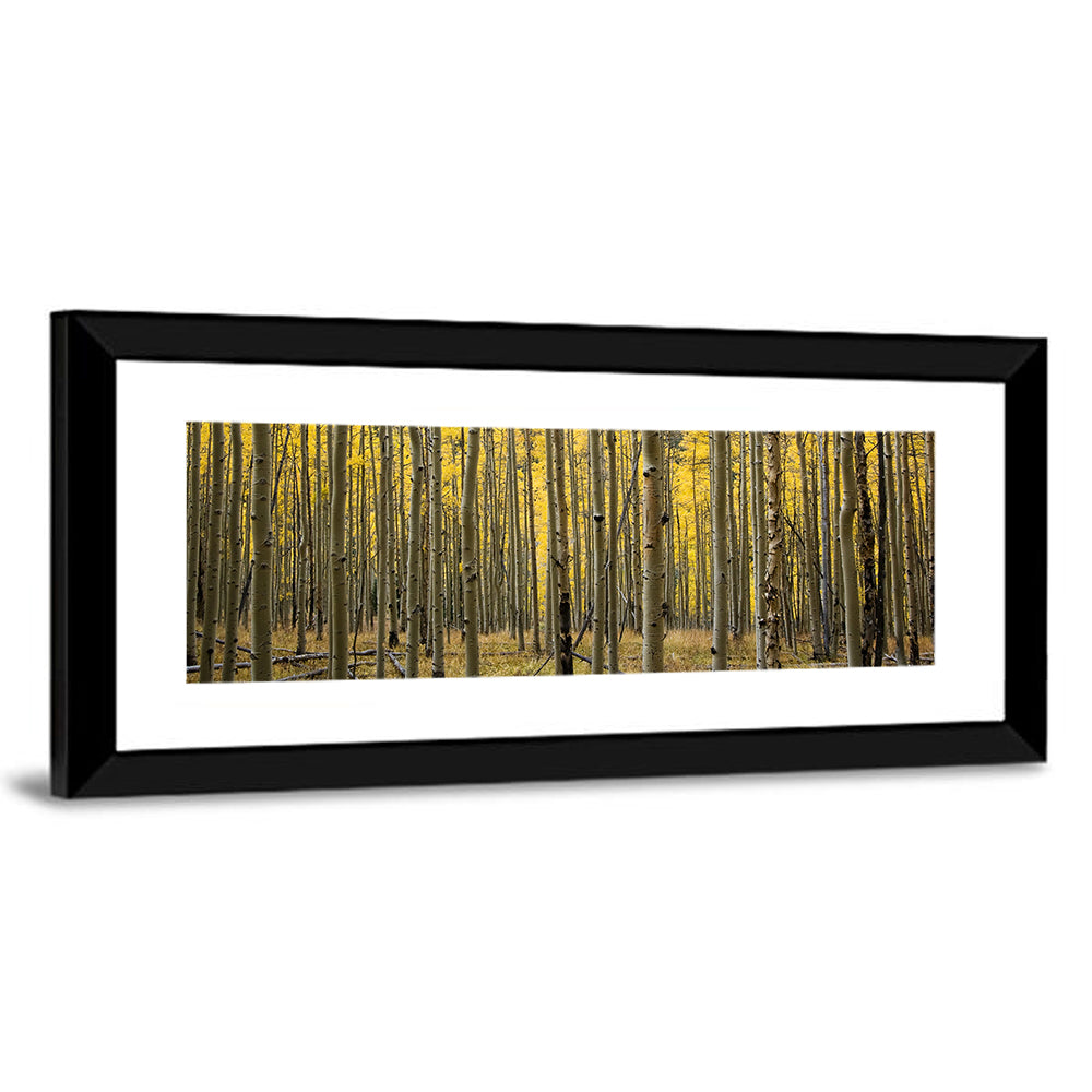 Golden Aspen Grove, Colorado Wall Art