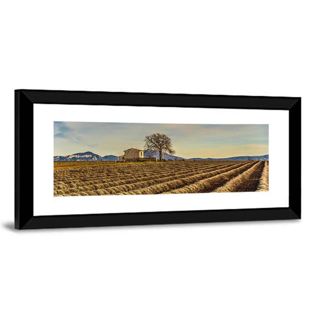 Rustic Provence Lavender Rows at Golden Hour Wall Art