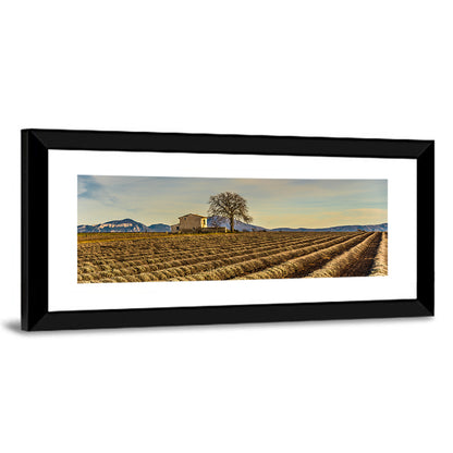 Rustic Provence Lavender Rows at Golden Hour Wall Art