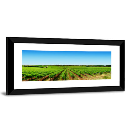 Sunlit Vineyard Rows Wall Art