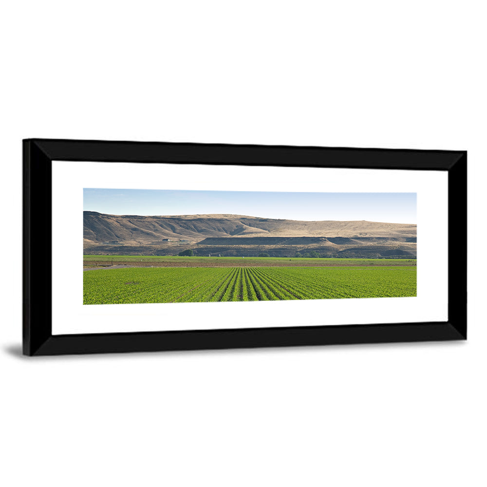 Idaho Corn Field Wall Art