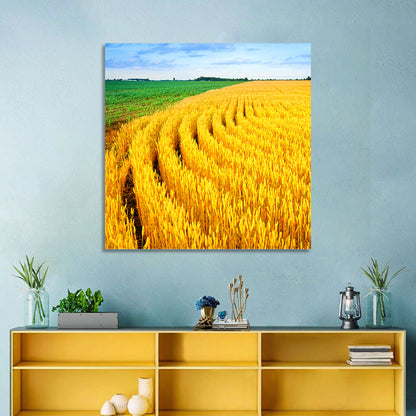 Summer Wheat Field with Curved Paths Wall Art