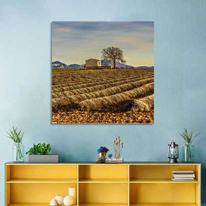 Rustic Provence Lavender Rows at Golden Hour Wall Art