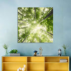 Spring Canopy in Morning Mist Wall Art