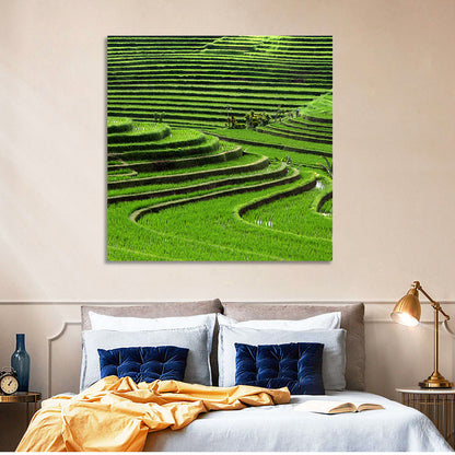 Lush Rice Terraces Wall Art