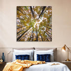 Autumn Forest Canopy Looking Up Wall Art