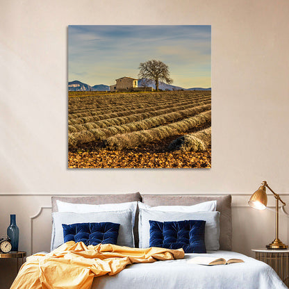 Rustic Provence Lavender Rows at Golden Hour Wall Art