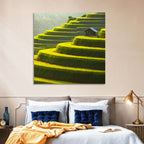 Golden Rice Terraces Wall Art