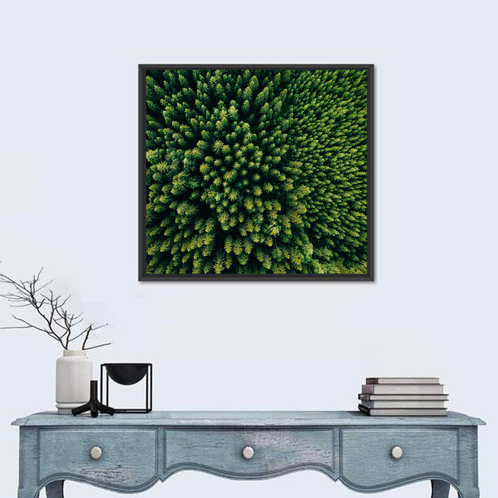Aerial Conifer Canopy Wall Art