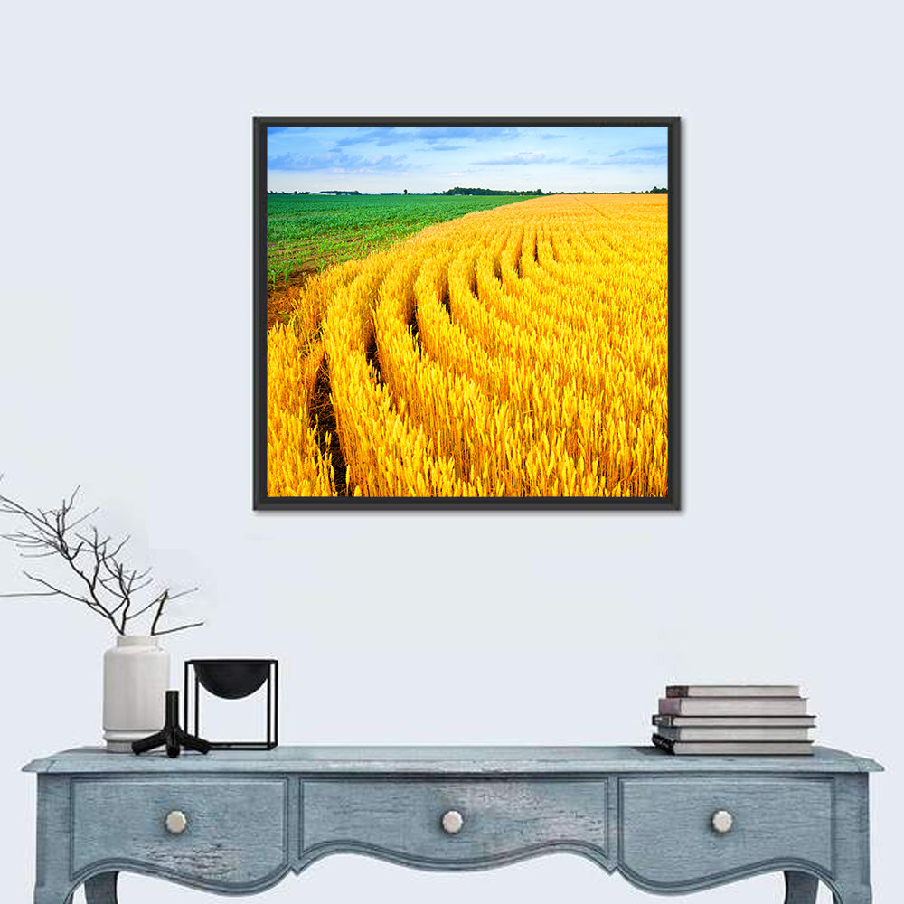Summer Wheat Field with Curved Paths Wall Art