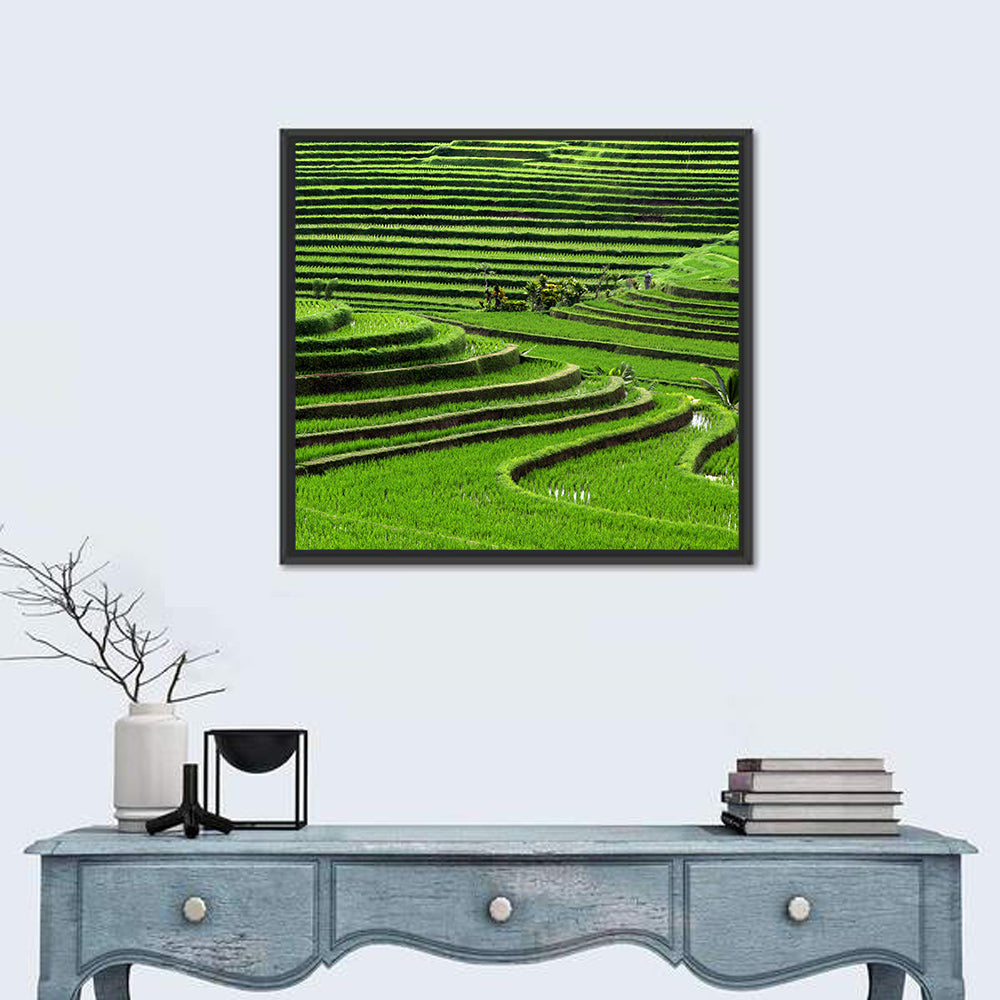 Lush Rice Terraces Wall Art