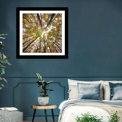 Autumn Forest Canopy Looking Up Wall Art