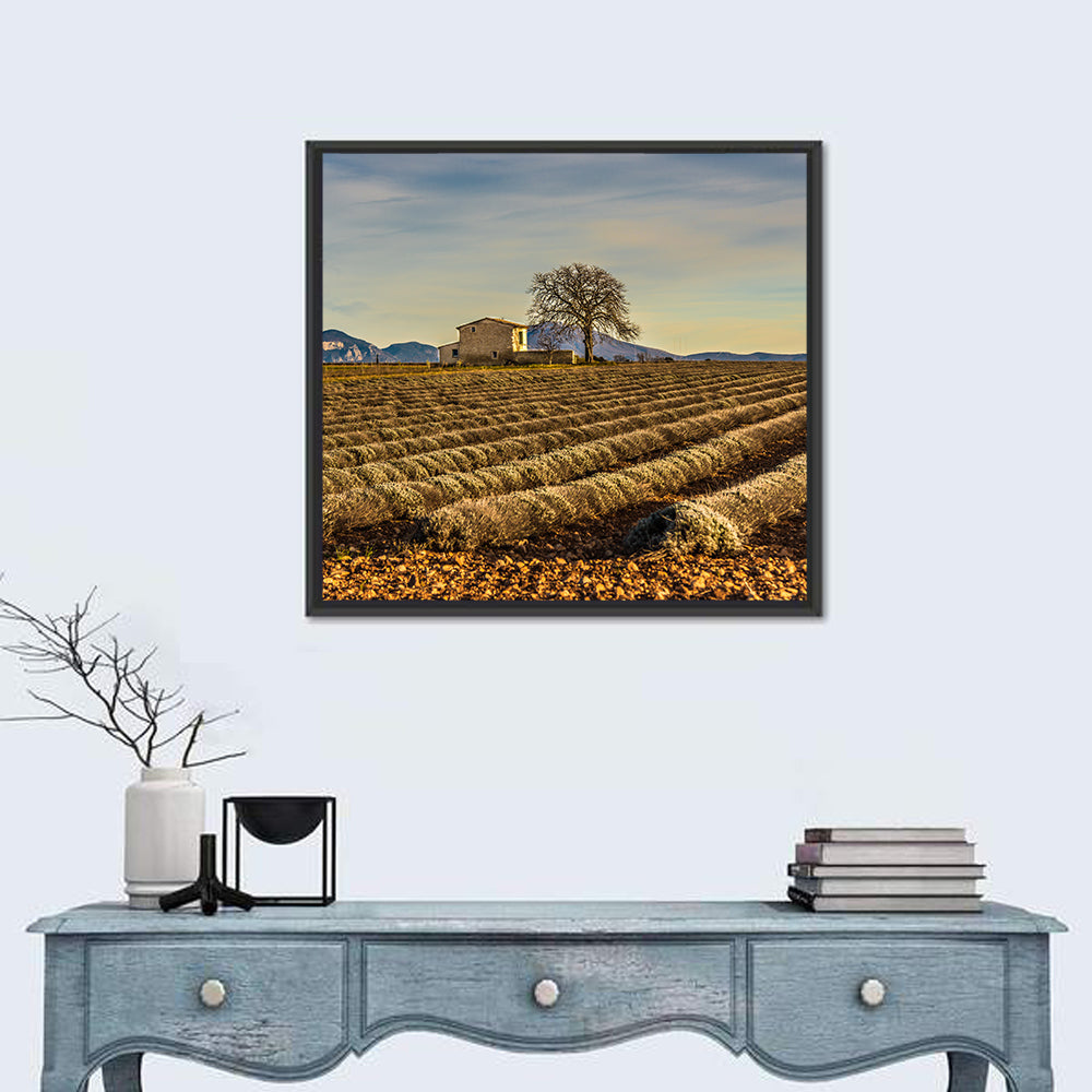 Rustic Provence Lavender Rows at Golden Hour Wall Art