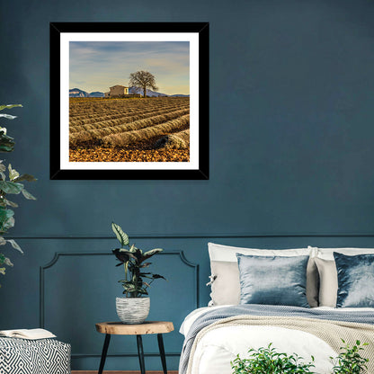 Rustic Provence Lavender Rows at Golden Hour Wall Art