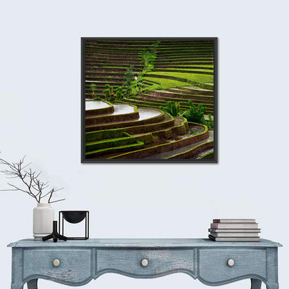 Lush Rice Terraces Wall Art