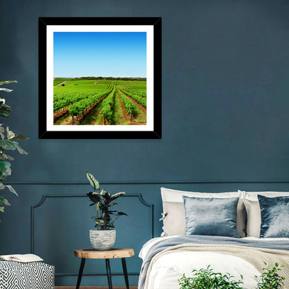 Sunlit Vineyard Rows Wall Art
